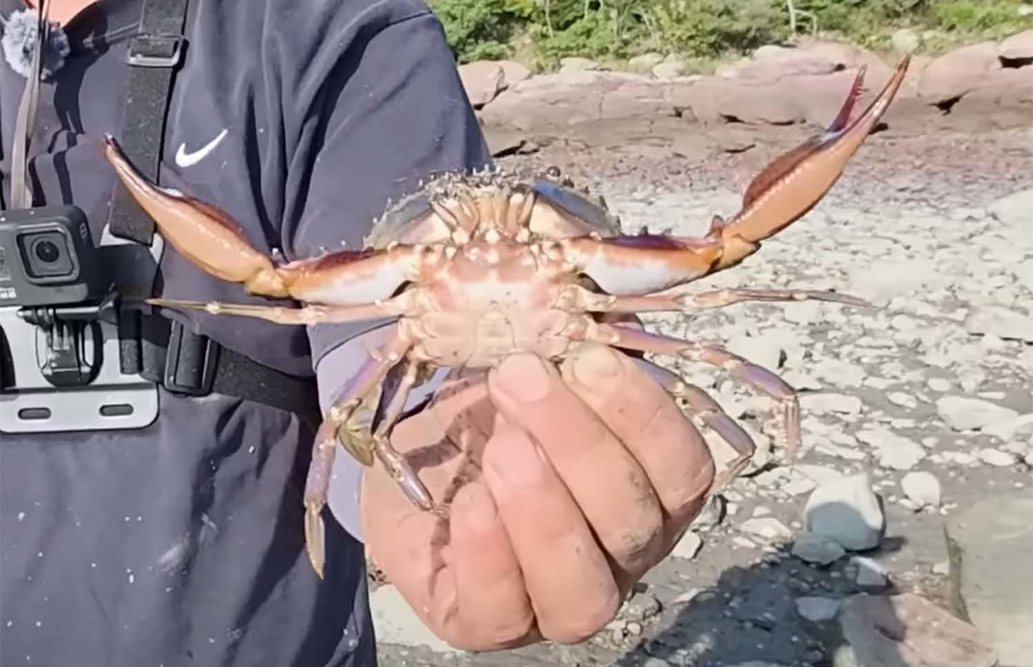 민꽃게 / '벌교꼬막왕자' 유튜브