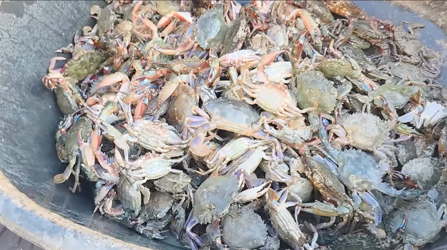 채취한 민꽃게. / '벌교꼬막왕자' 유튜브