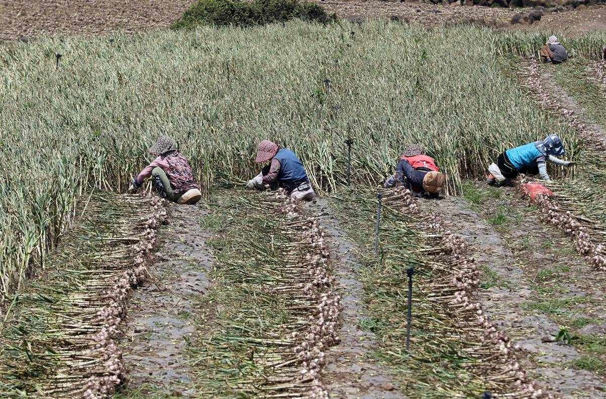 마늘 수확 자료 사진. 기사와 무관 / 뉴스1