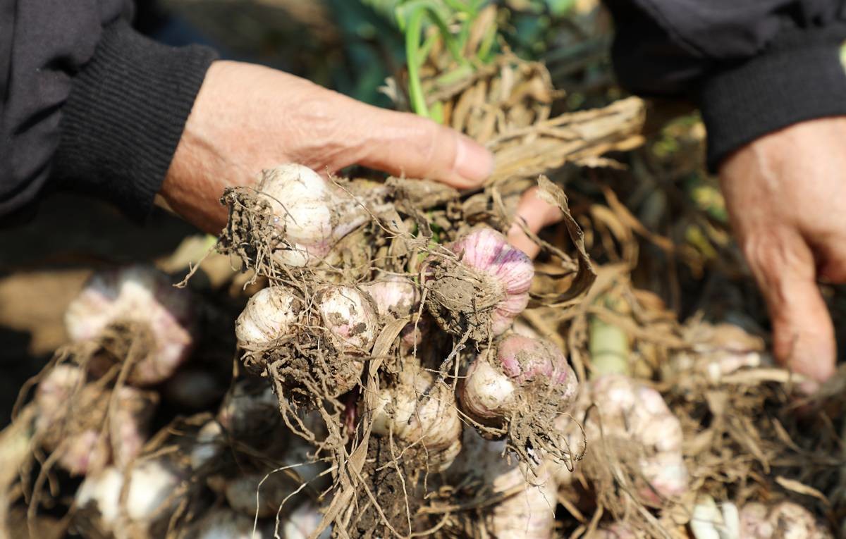 잦은 강우로 인한 마늘 피해 자료 사진. 기사와 무관 / 뉴스1