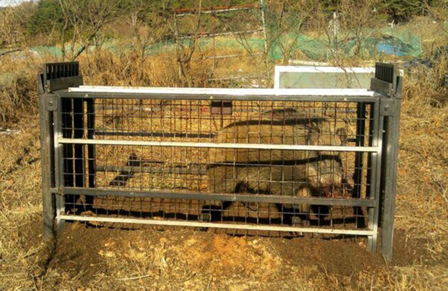 포획틀로 잡은 금정산 멧돼지. / 연합뉴스