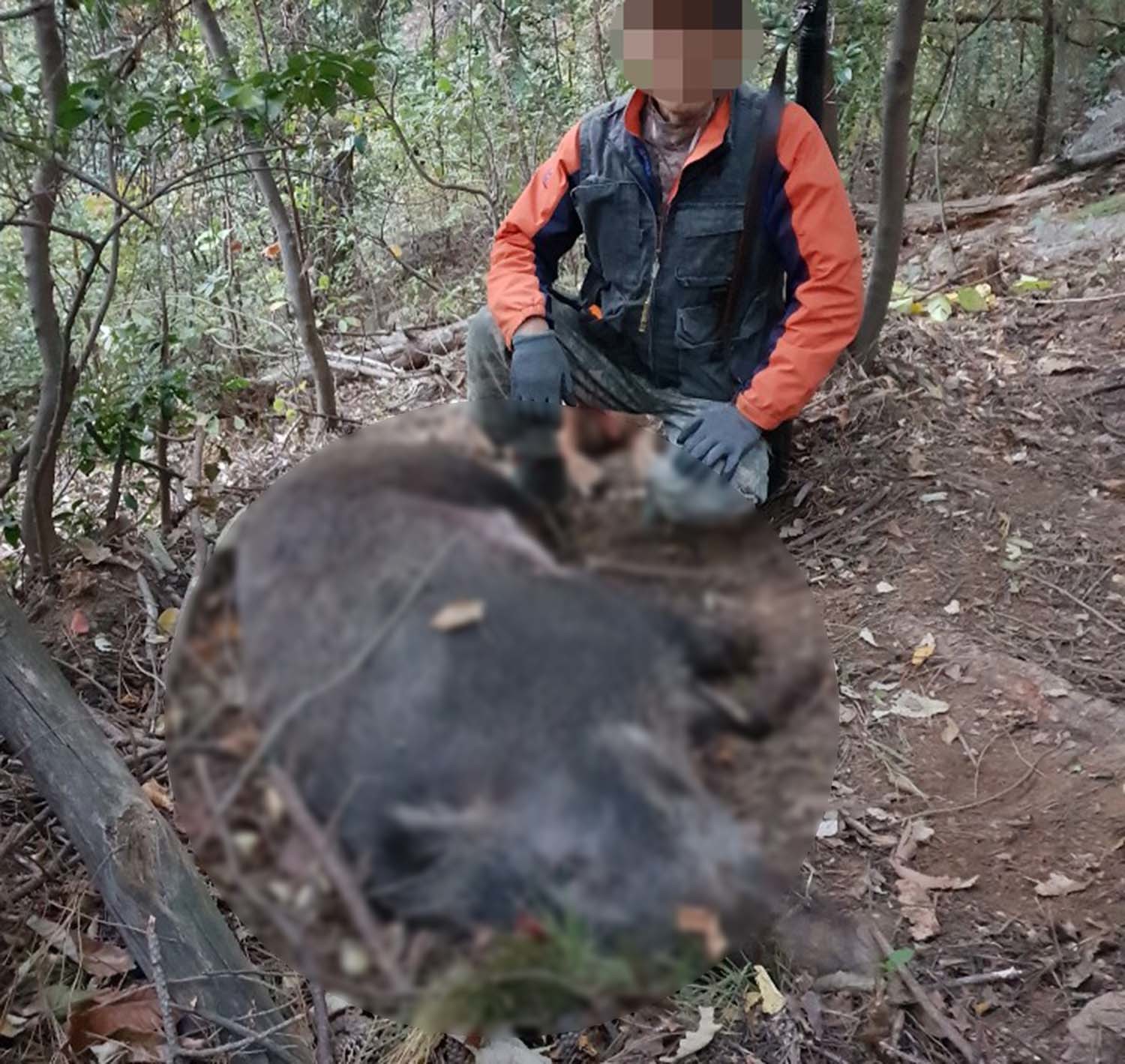 부산 금정산서 포획된 멧돼지 / 부산야생동물보호협회 제공