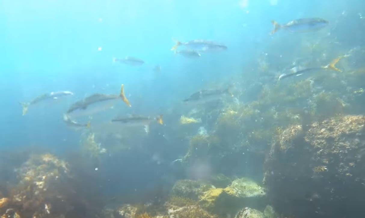 방어  / '폭스TV' 유튜브