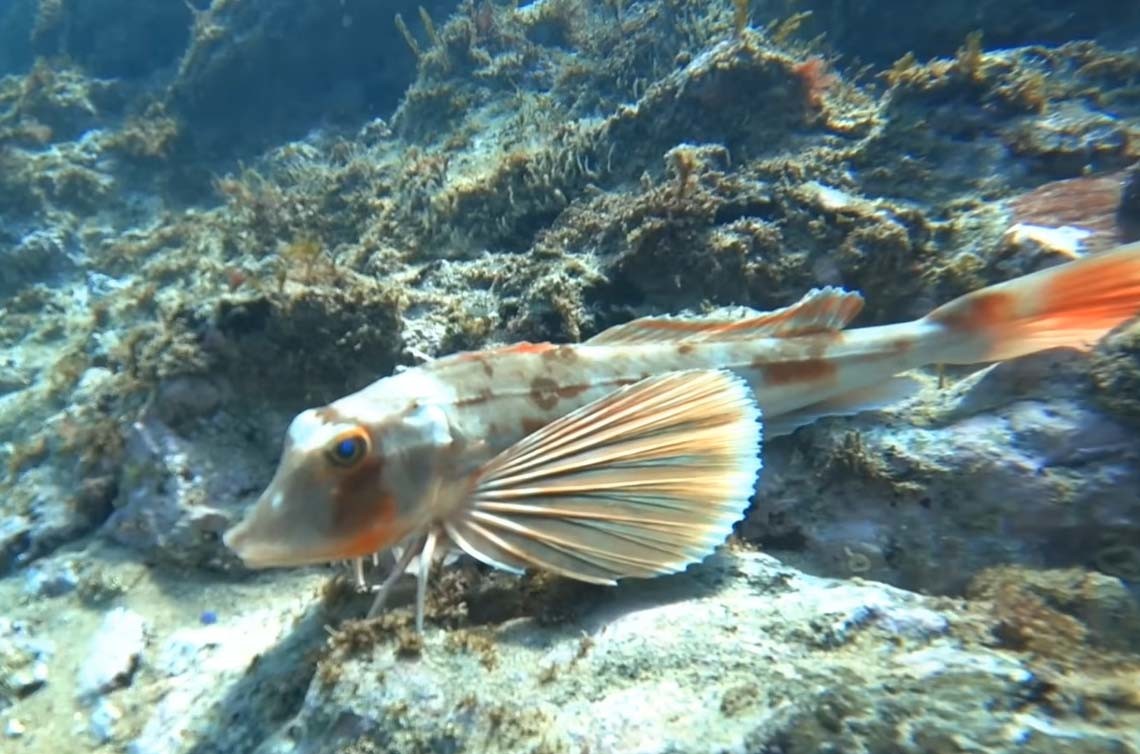 성대  / '폭스TV' 유튜브