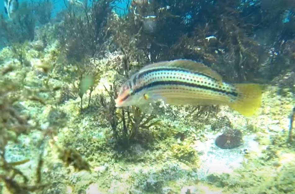 용치놀래기 / '폭스TV' 유튜브