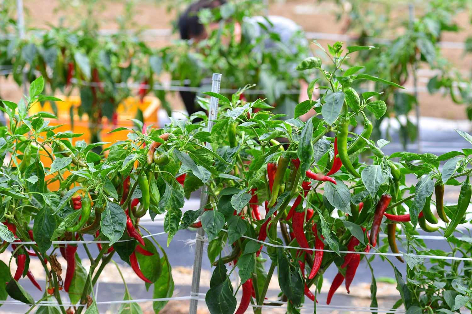 고추 수확 모습 / 뉴스1 자료사진