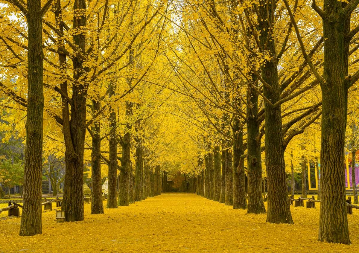 강원도 춘천 남이섬. / The Green foto-shutterstock.com