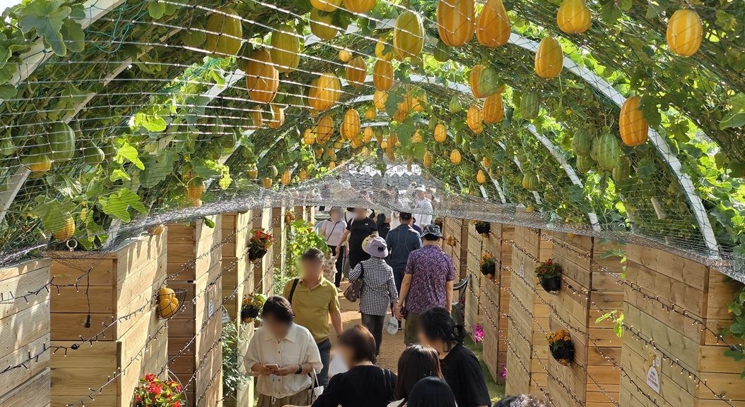 성주 참외 축제에 참여한 시민들이 참외 터널을 구경하고 있다. 기사 이해를 돕기 위한 자료 사진 / 뉴스1