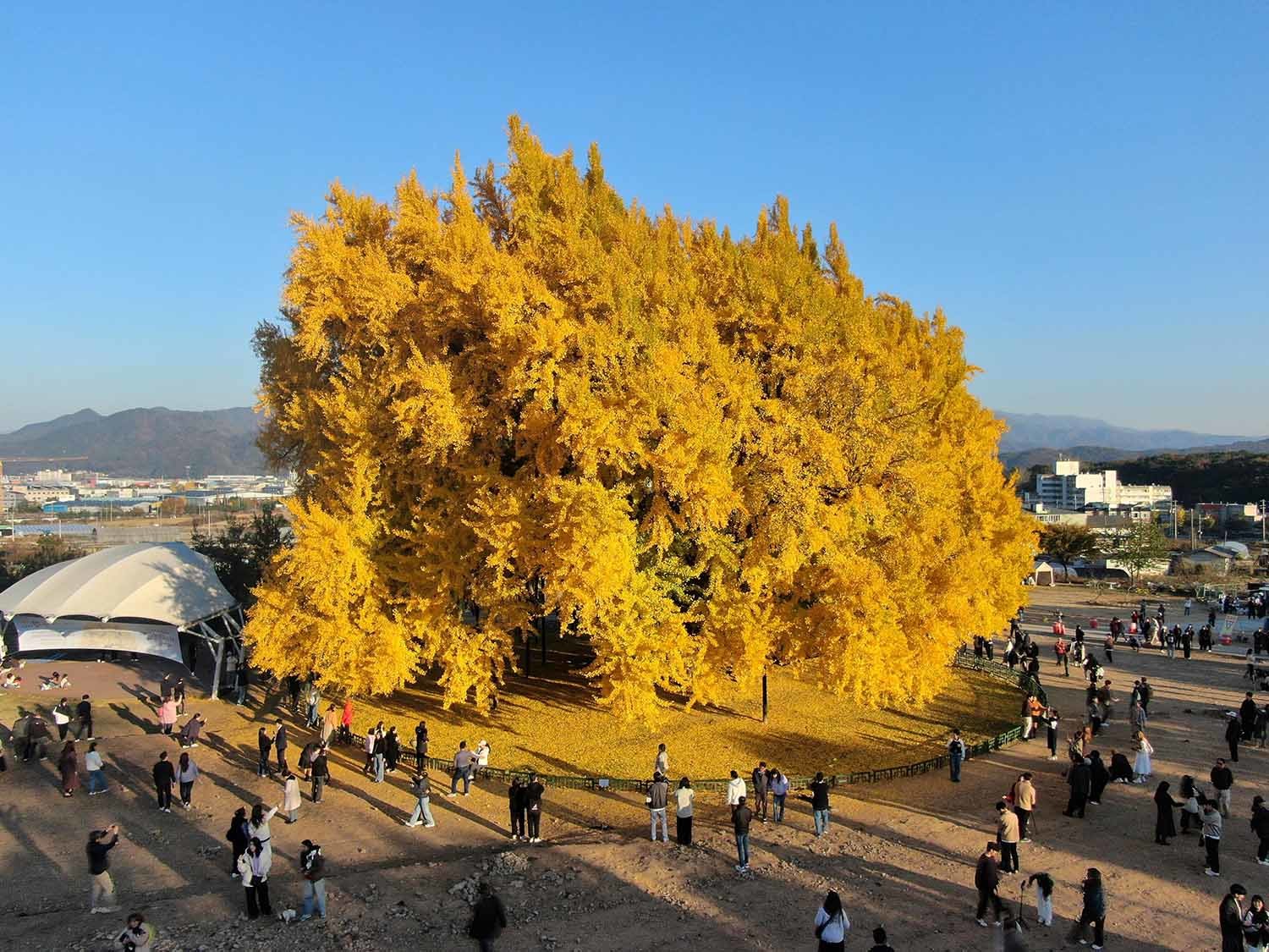 강원도 원주시 반계리에 있는 아파트 9층 높이의 은행나무. / 뉴스1