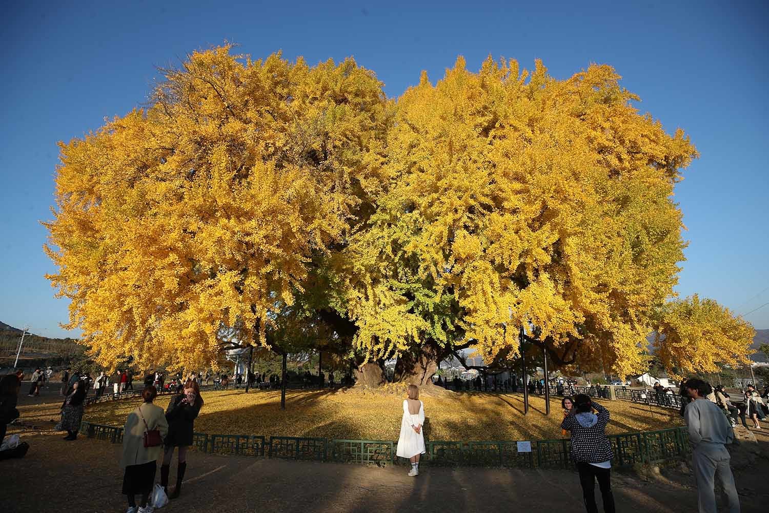 강원도 원주시 반계리에 있는 아파트 9층 높이의 은행나무. / 뉴스1