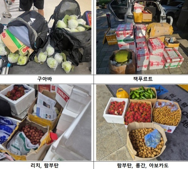수입금지품 유통 단속 현장에서 적발된 외국산 생과일들 / 농림축산검역본부 제공