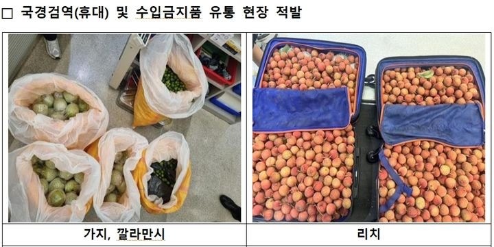 국내로 밀반입된 동남아산 생과실 / 농림축산검역본부 제공