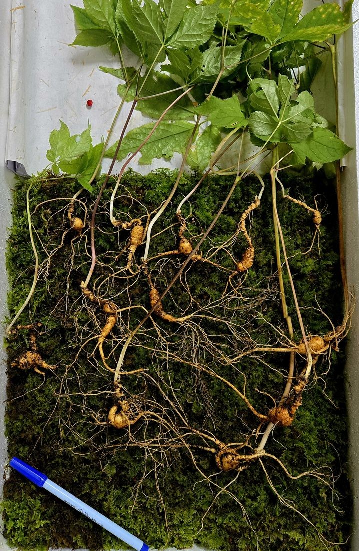 전남 순천 승주 지역 산속에서 최근 발견된 70년근 천종산삼. / 한국전통심마니협회