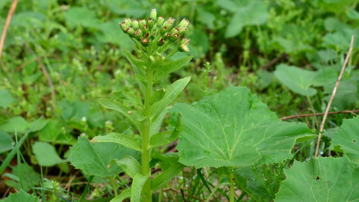 머위. / 환경부 국립생물자원관 제공