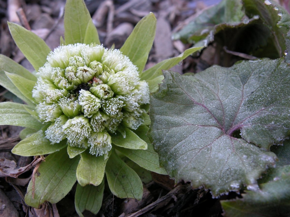 머위. / 환경부 국립생물자원관 제공