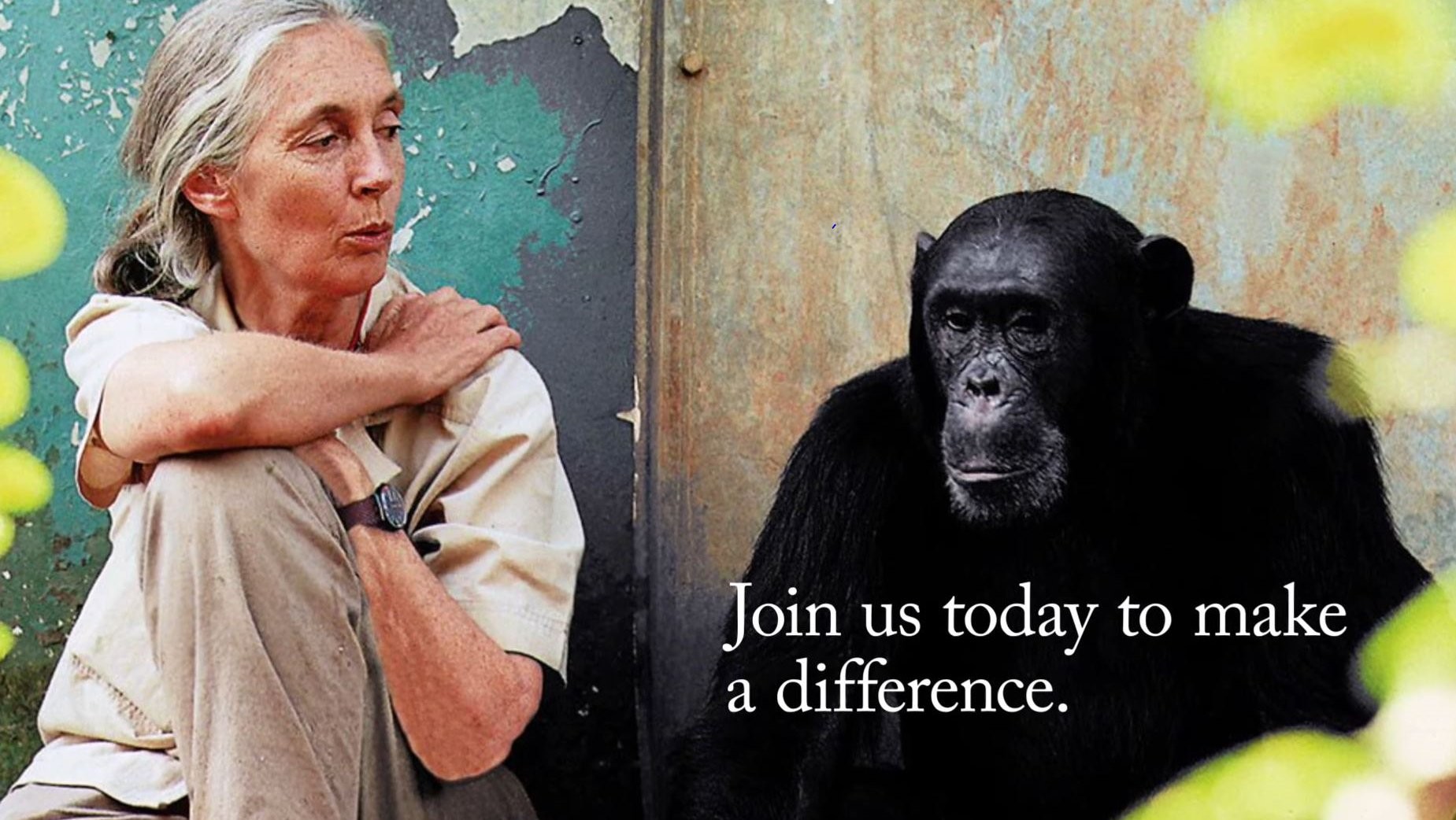 제인 구달 박사 / 유튜브 'Dr. Jane Goodall & the Jane Goodall Institute USA' 캡처