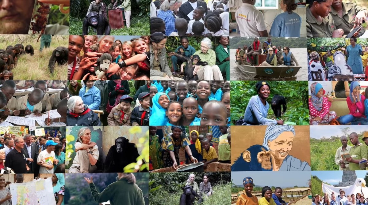 제인 구달 박사 / 유튜브 'Dr. Jane Goodall & the Jane Goodall Institute USA' 캡처