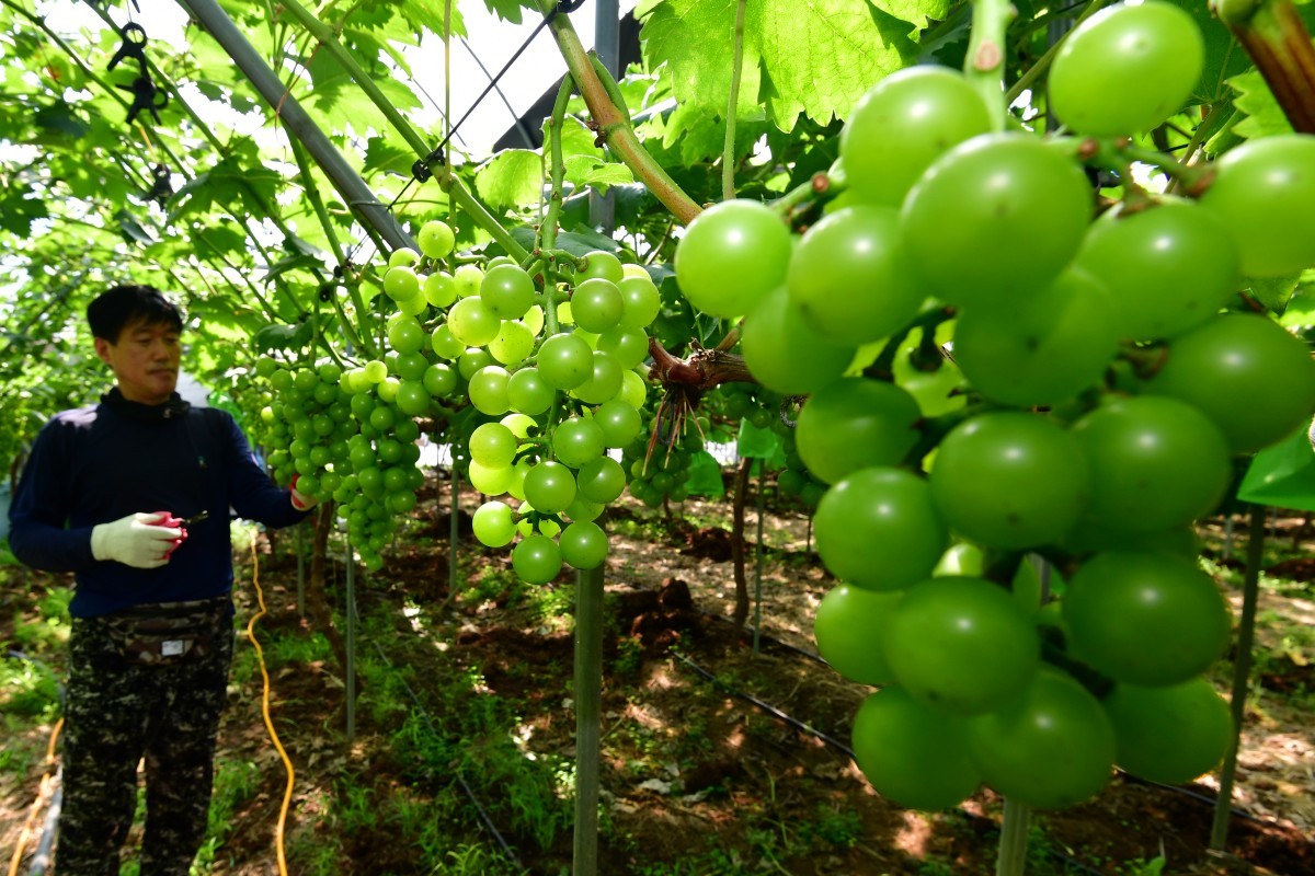 샤인머스켓 / 뉴스1