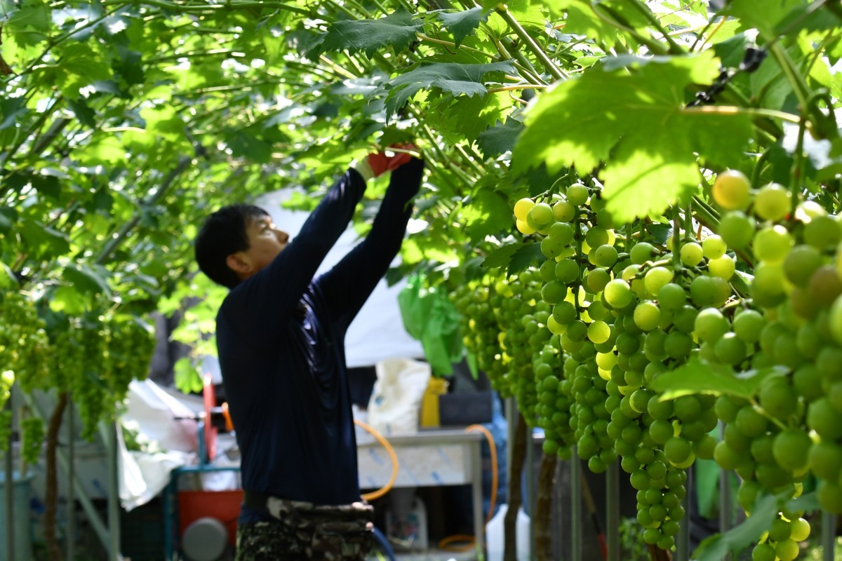 샤인머스켓 터널 / 뉴스1