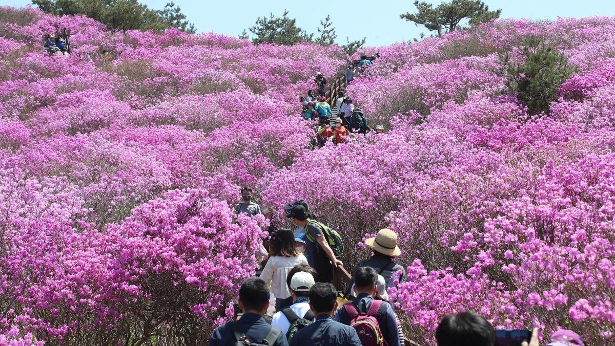 대구 달성군 비슬산 대견사 인근 참꽃군락지에 울긋불긋 핀 참꽃. / 뉴스1