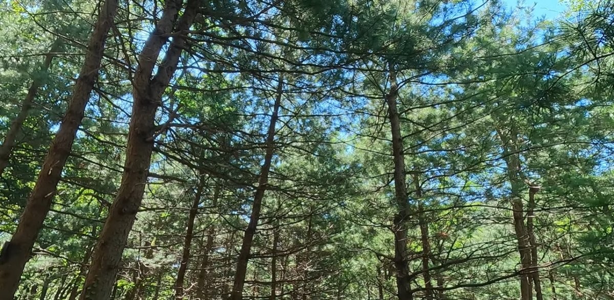 인천 만수산 무장애 숲길. / 유튜브 '뚜벅이 낭만원이'