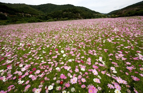 정읍 구절초 / 정읍시