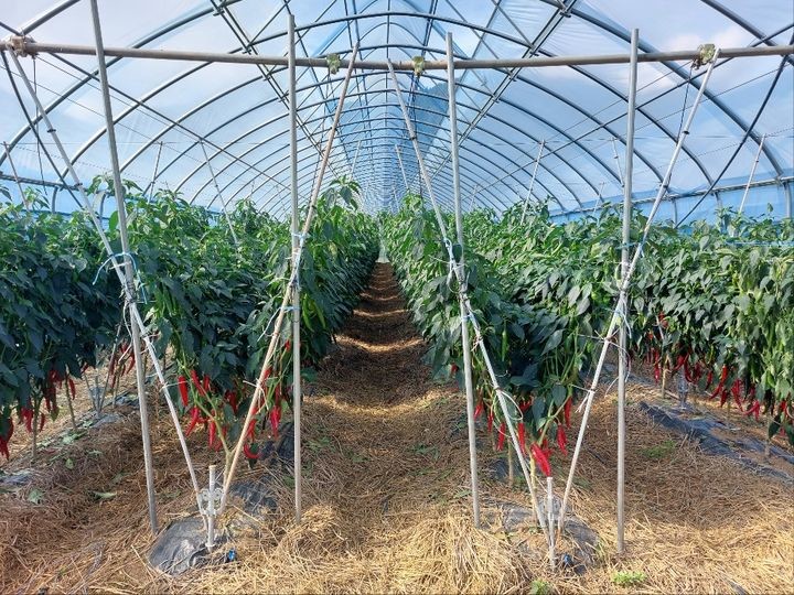 영양 고추특구에서 목표 생산량을 초과 달성했다. / 경북도 제공