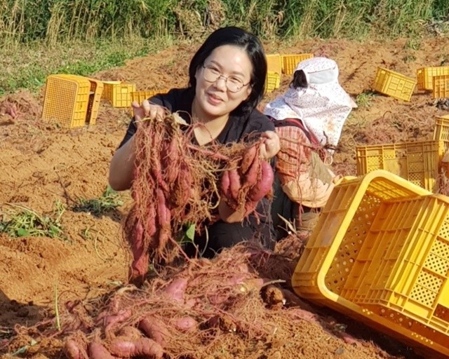친환경 농산물 -무안 유기농 착한고구마 재배 조은지 농가