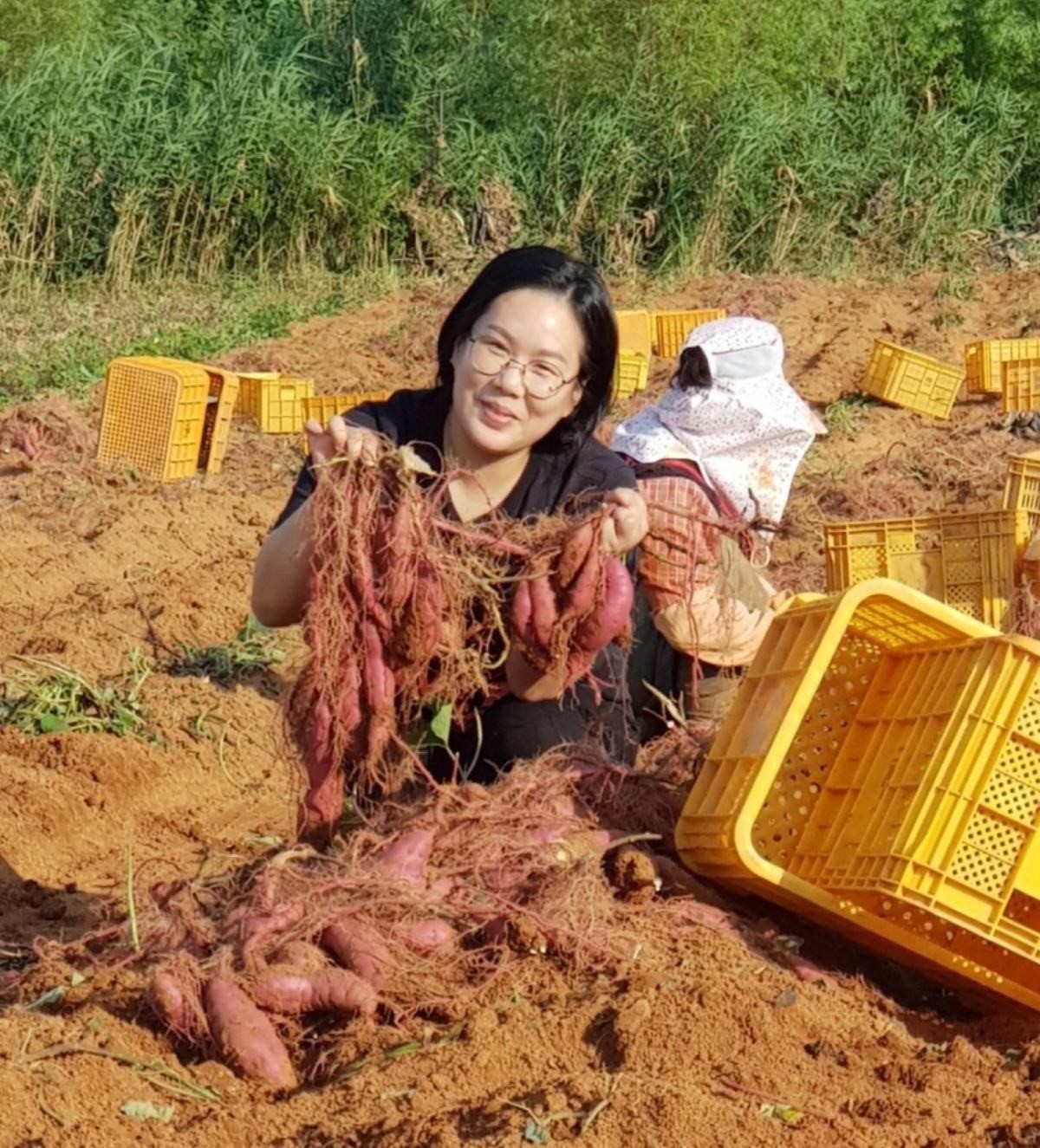 친환경 농산물 무안 유기농 착한 고구마 재배 조은지 농가 / 전남도 제공