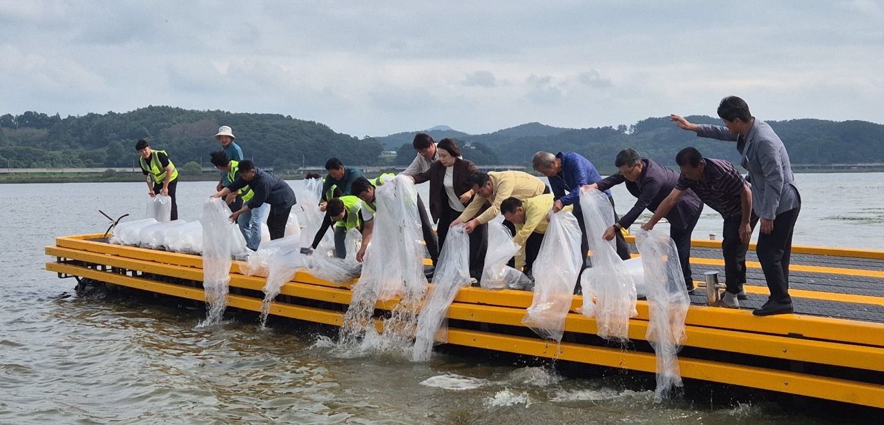 충남도 수산자원연구소 민물고기센터는 25일 서산시 대호지에 토종 붕어 10만 마리를 방류했다. / 충남도 제공