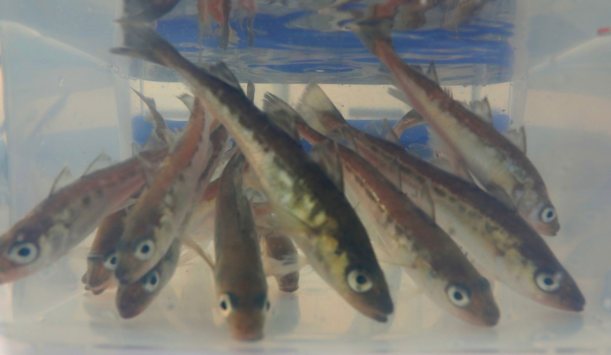 명태 치어 / 뉴스1