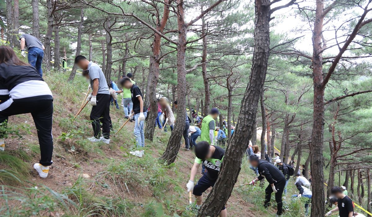 양양 송이 축제 행사장에서 송이 보물찾기 프로그램 참가자들이 숨겨진 송이를 찾고 있다. 기사 이해를 돕기 위한 자료 사진 / 뉴스1