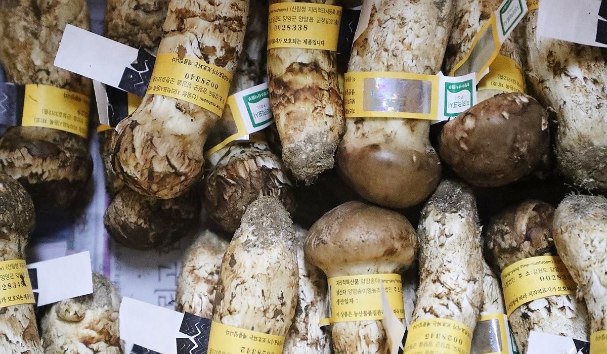 양양 송이 자료 사진. 3일 양양 송이 1등급 1㎏당 공판가가 161만 1200원에 결정되며 역대 최고 가격을 기록했다. 종전 최고 가격은 지난해 9월 30일 기록한 160만 원이었다. / 연합뉴스