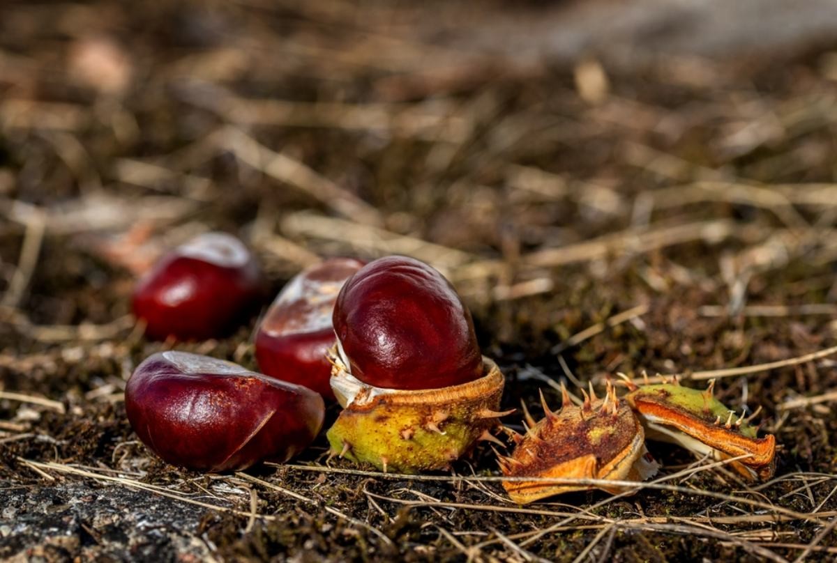 마로니에 자료사진 / Jacek Sakowicz-shutterstock.com