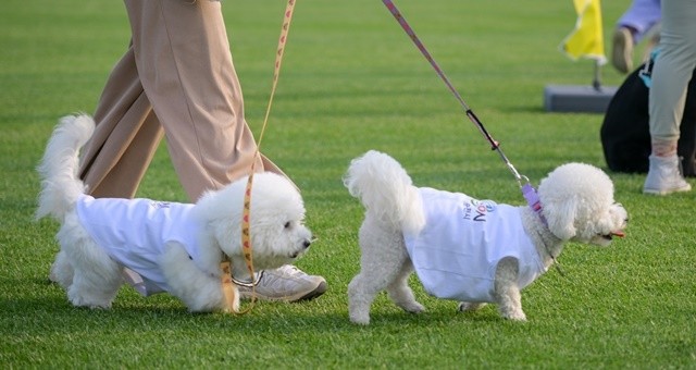 오천그린광장 강아지들