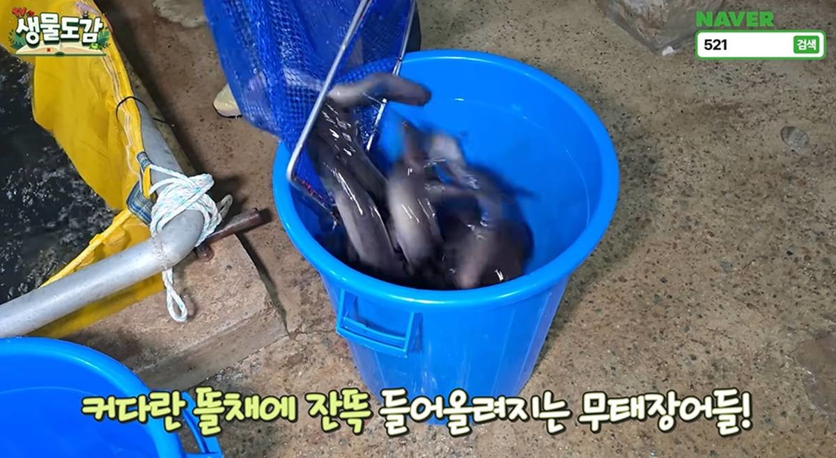 쏟아지는 무태장어 / 유튜브 'TV생물도감'