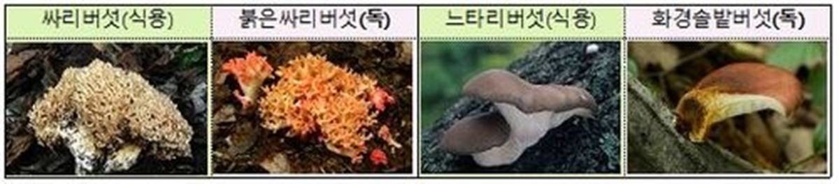 식용버섯과 비슷한 모양의 독버섯 예시 / 국립수목원·행정안전부 제공