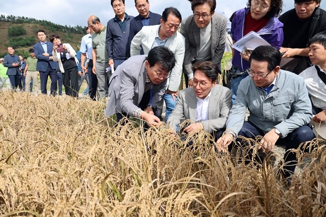 김민석 국무총리와 김영록 전라남도지사,김성 장흥군수가 7일 오후 벼 깨씨무늬병 피해지역 현장인 장흥군 안양면 해창리 일원을 방문, 피해 현황을 살펴보고 있다.