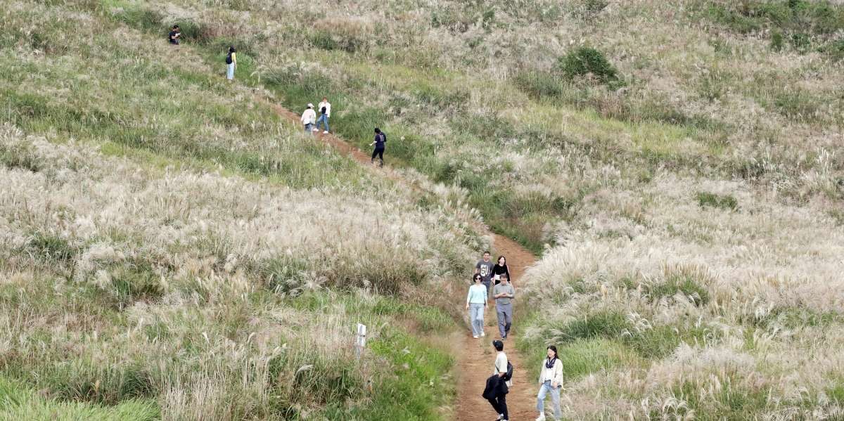 제주 새별오름. / 뉴스1