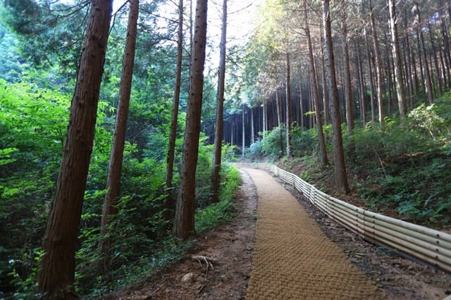 팔영산편백치유의숲