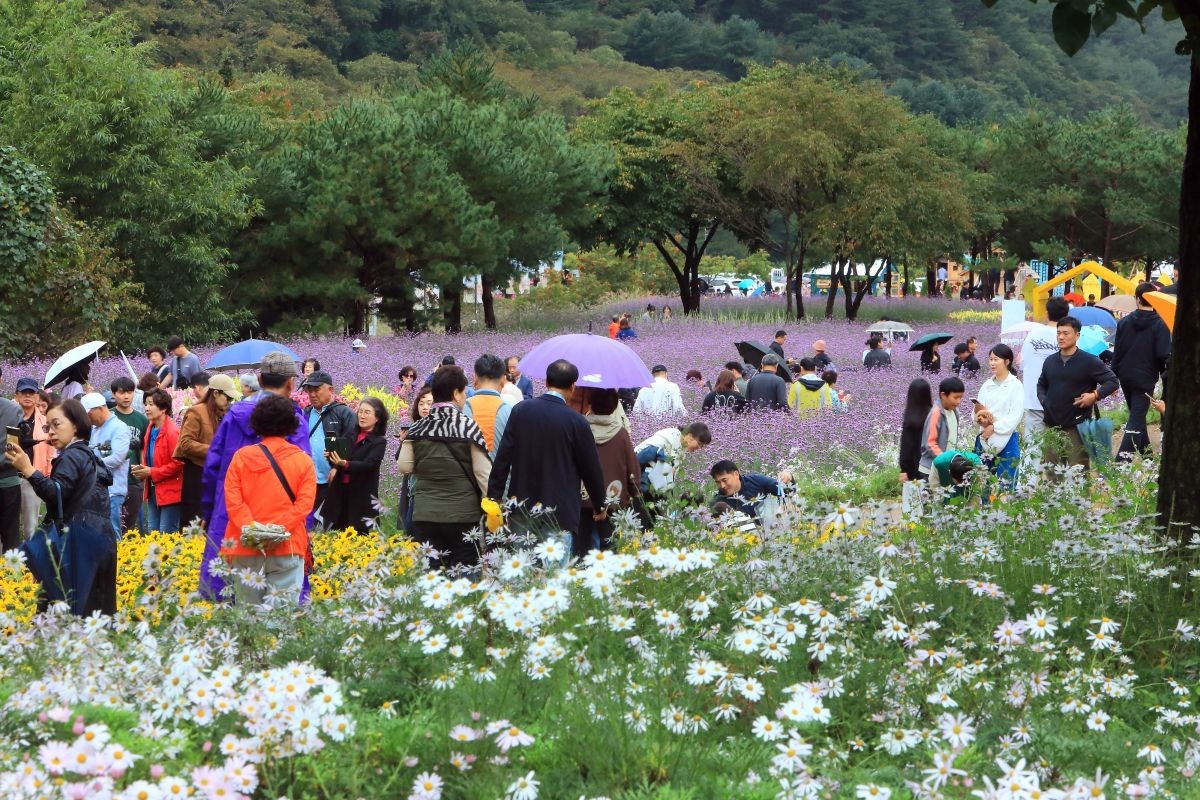 지난 7일 오후 강원 인제군 북면 용대리 일원에서 열린 '2025 인제 가을꽃 축제'를 찾은 관광객들이 우산을 쓰고 꽃길을 걷고 있다. / 인제군=뉴스1