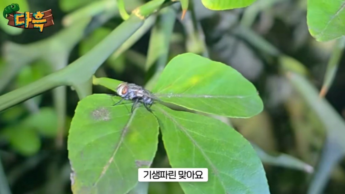 현장에서 발견된 기생파리의 모습. / 유튜브 '다흑'