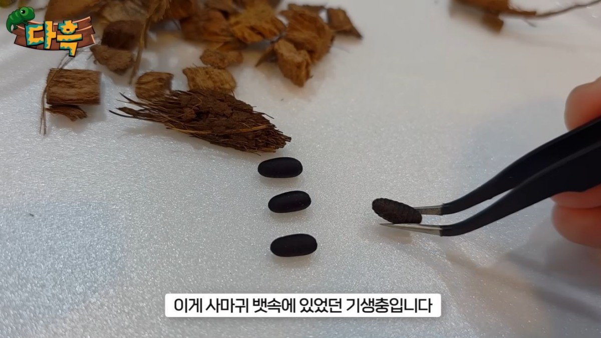 사마귀 뱃속에 있던 기생충의 모습. / 유튜브 '다흑'