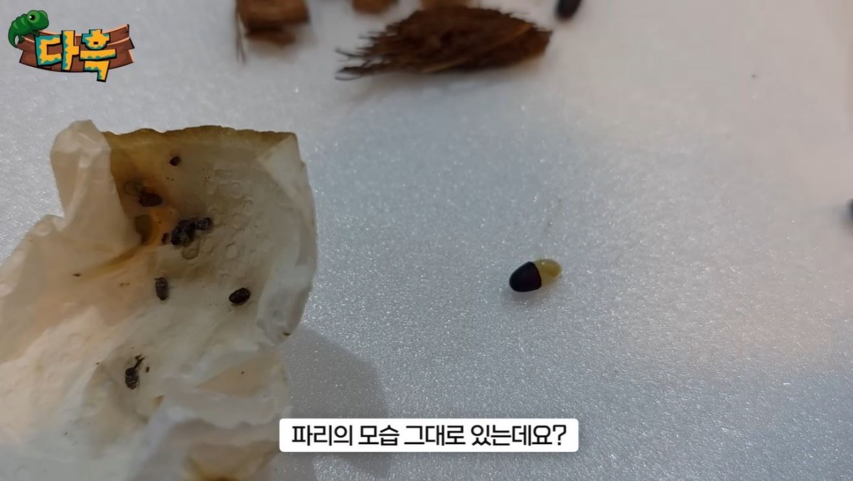 사마귀 뱃속에 있던 기생충의 모습. / 유튜브 '다흑'