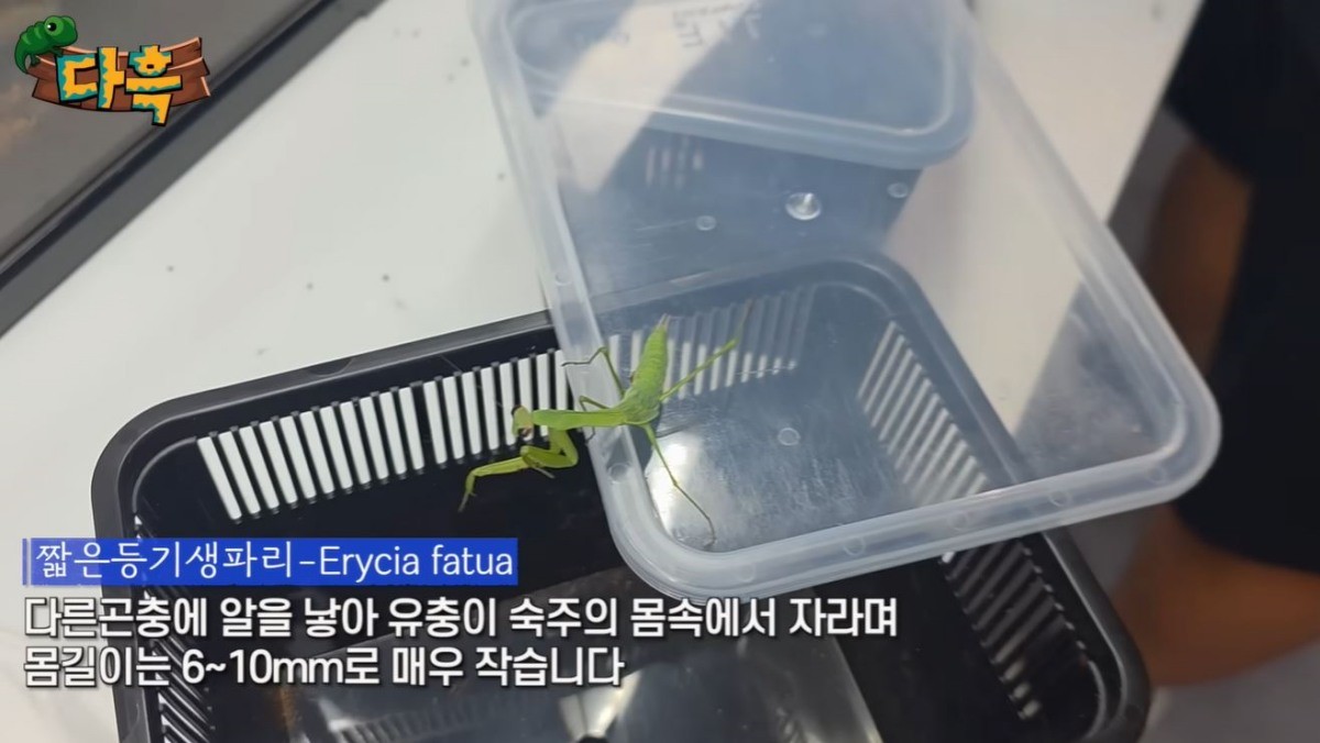 '짧은등기생파리'의 설명. / 유튜브 '다흑'
