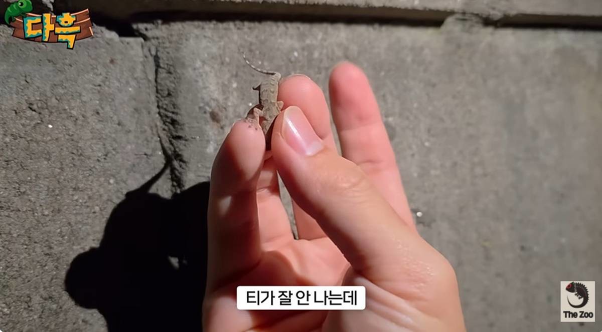 돌 틈에서 잡히는 하우스 게코 / 유튜브 '다흑'