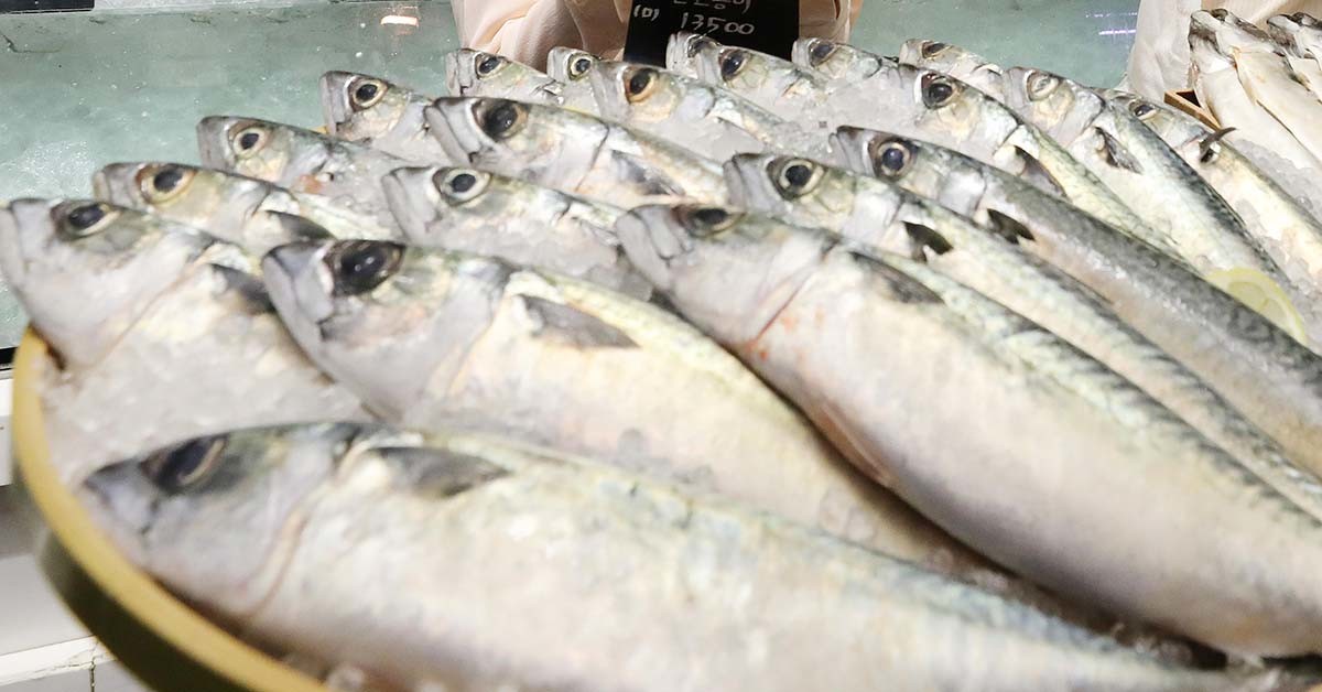 한국은 사진에서처럼 큰 고등어를 선호한다. / 뉴스1 자료사진