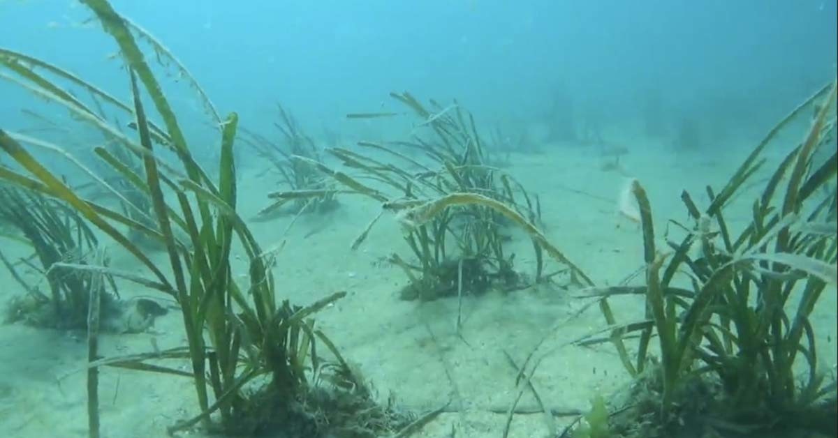 바다에 이식한 잘피 / 왼도군 제공