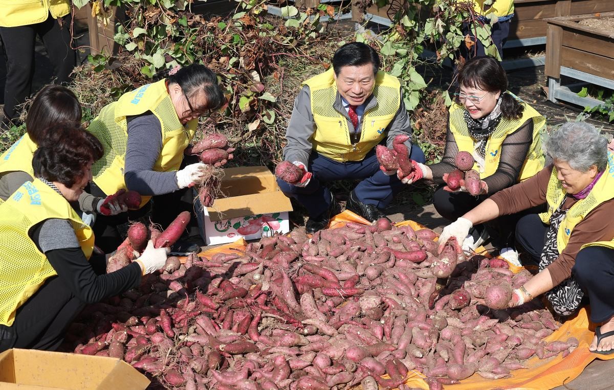 고구마 / 연합뉴스