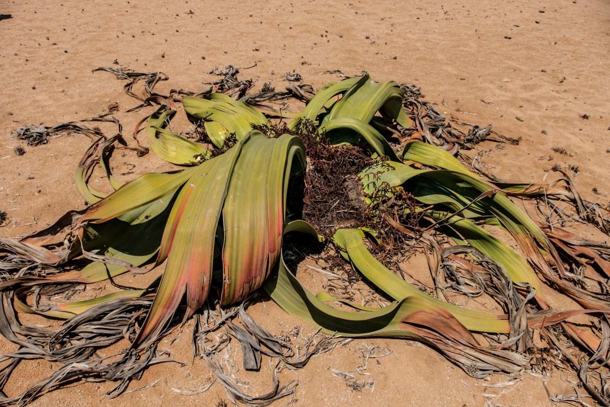 나미브 사막의 웰위치아. 자료사진. / Pccomunicar-shutterstock.com